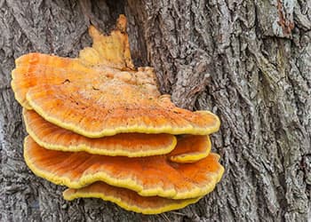 Foraging Calendar- What to Foage in November- Chicken of The Woods