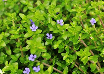 Foraging Calendar- What to Foage in November- Lemon Bacopa