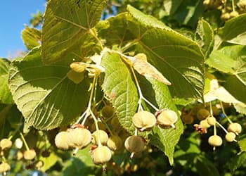 Foraging Calendar- What to Foage in November- Linden Seeds