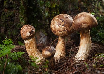 Foraging Calendar- What to Foage in November-Matsutake Mushroom