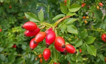 Foraging Calendar- What to Foage in November- Rose Hips