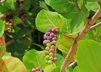 Foraging Calendar- What to Foage in November- Sea Grape