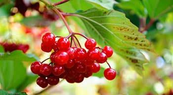 Foraging Calendar- What to Foage in November- Wild Cranberry