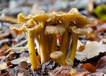 Foraging Calendar- What to Foage in November-Winter Chanterelles