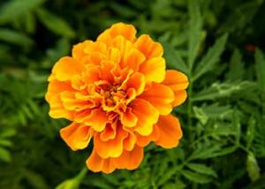 Marigold flower