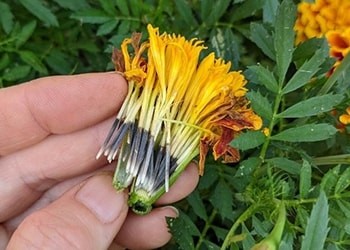 Marigold- seeds