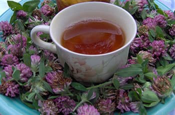 The Amish Herbal Remedies You Should Know- Red Clover