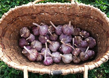 What Happens If You Drink Garlic Tea- harvesting garlic