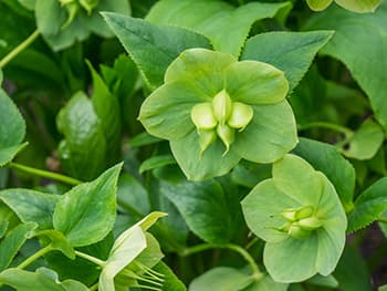 The Plants The Cherokees Used For Pain Relief.- green hellebore