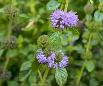 The Plants The Cherokees Used For Pain Relief.- pennyroyal