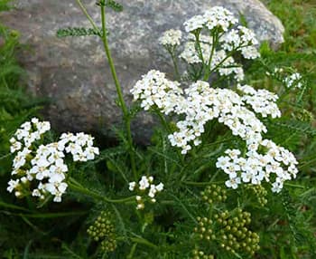 The Plants The Cherokees Used For Pain Relief.- yarrow