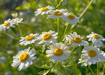 10 Herbs for Period Pain That Actually Work- Chamomile