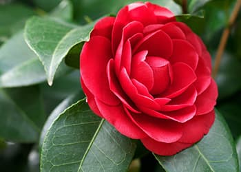 The Medicinal Benefits of Your State Flower- Alabama-Camellia