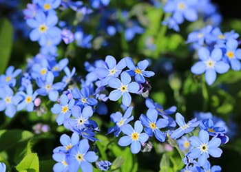 The Medicinal Benefits of Your State Flower- Alaska- Alpine Forget Me Not