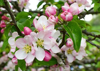 Arkansas- Apple Blossom