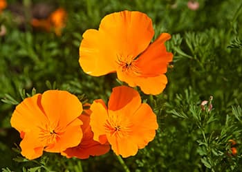 The Medicinal Benefits of Your State Flower- California Poppy