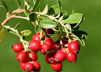 Cranberry- fruit