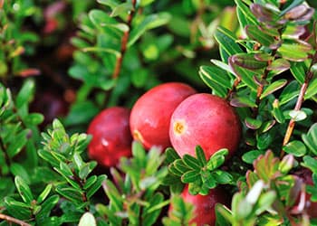 Cranberry - The Lost Herbs