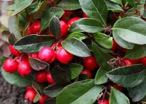 Cranberry-teaberry