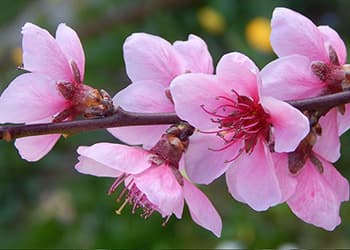 The Medicinal Benefits of Your State Flower- Peach Blossom