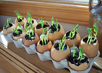 Don’t Throw Egg Shells, Do This Instead- eggshell seed tray