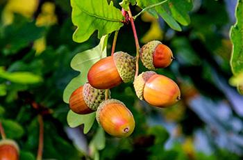 Foraging Calendar December - Acorns