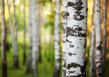 Foraging Calendar December - Birch tree