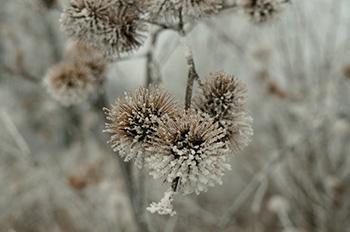 Foraging Calendar December - Burdock