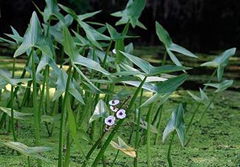 Foraging Calendar December - Dock potatoes