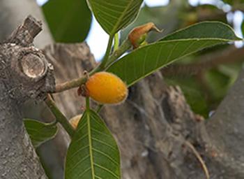 Foraging Calendar December - Fig Mysore