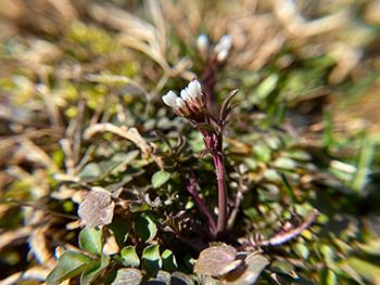 Foraging Calendar December - Hairy bittercress