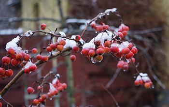 Foraging Calendar December - Hawthorn