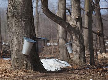 Foraging Calendar December - Maple tree