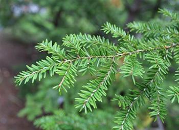 Foraging Calendar December - Tsuga