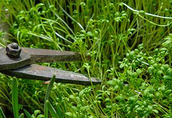 Foraging Calendar December - Dock potatoes