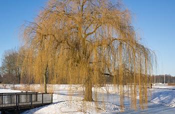 Foraging Calendar December - Willow