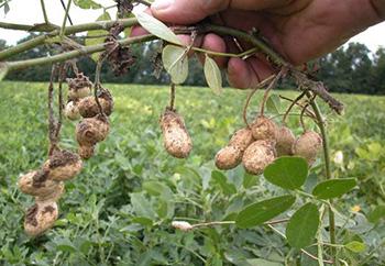 Foraging Calendar December - groundnuts