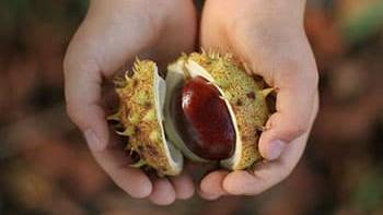  harvesting horse chestnut