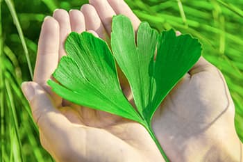 How to Maintain a Healthy, Sharp, and Active Brain While Aging- ginkgo biloba