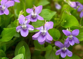 The Medicinal Benefits of Your State Flower- Violet