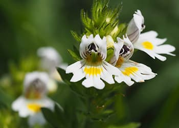 Improve Your Eyesight with These 3 Common Herbs- Euphrasia officinalis