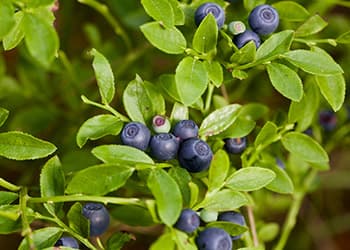 Improve Your Eyesight with These 3 Common Herbs- Vaccinium myrtillus