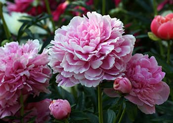 The Medicinal Benefits of Your State Flower- Peony