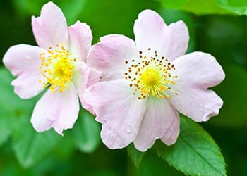 The Medicinal Benefits of Your State Flower- Wild Prairie Rose