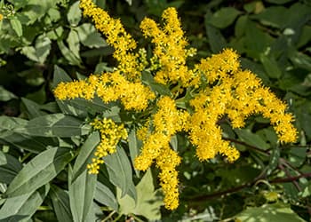 The Medicinal Benefits of Your State Flower- Goldenrod