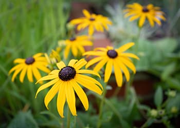 The Medicinal Benefits of Your State Flower- Black Eyed Susan