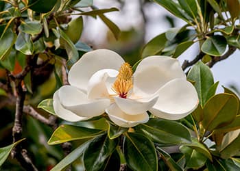 The Medicinal Benefits of Your State Flower- Magnolia