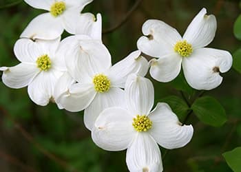 The Medicinal Benefits of Your State Flower- American Dogwood