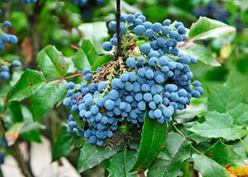 The Medicinal Benefits of Your State Flower- Oregon Grape