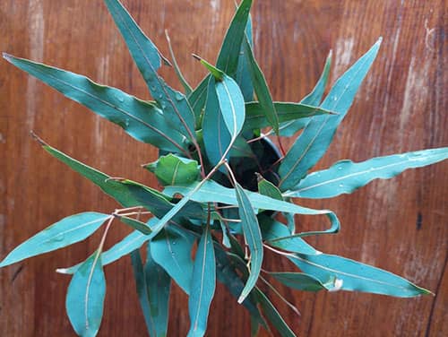 ut These Plants In Your Pillow To Relieve A Sinus Headache- eucalyptus